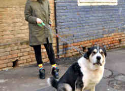 ბაბი კირკიტაძე 100 კილოიანმა ნაგაზმა საწოლიდან გააძევა ბაბი კირკიტაძე 100 კილოიანმა ნაგაზმა საწოლიდან გააძევა