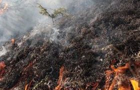 ახალციხის ტყეში ხანძრის ლოკალიზება ვერ ხერხდება 