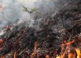 ახალციხის ტყეში ხანძრის ლოკალიზება ვერ ხერხდება 