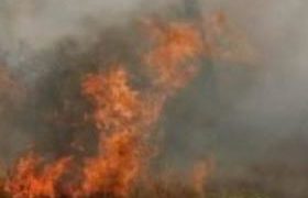 აბასთუმანში ტყე იწვის