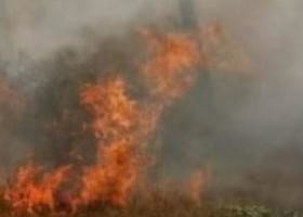 აბასთუმანში ტყე იწვის