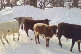 ამერიკელი ფერმერი ჯუჯა ძროხების მოშენებითაა დაკავებული