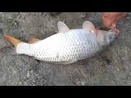 კუმისის ტბაზე 10 ტონამდე თევზი დაიხოცა - ვიდეო