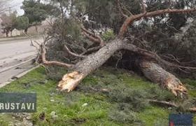 ბირლიკთან მძღოლმა მანქანა ორმოს ააცილა და ხეს შეეჯახა - 1 ადამიანი დაიღუპა