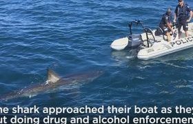 ავსტრალიაში პოლიციის ნავს გიგანტური ზვიგენი აედევნა - ვიდეო
