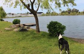 ძაღლი კატას ვერ შესწვდა – ვიდეო ბათუმის ცენტრალური პარკიდან