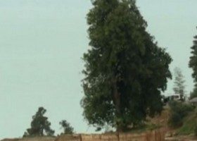 ოპოზიცია 20.020 ლარს ევკალიპტის ხეში დღეს გადაიხდის - "ხე უნდა დარჩეს თავის ადგილზე"