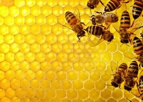 ლელა ფუტკარაძე - "თურქი მეფუტკრეები ქართულ თაფლს თურქეთში არ უშვებენ"