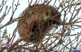 თხინვალას დასახლებაში ენოტი იპოვეს