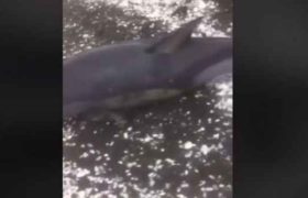 შეკვეთილში ზღვამ დელფინი გამორიყა, რომელიც ტყვიით იყო მოკლული – ვიდეო