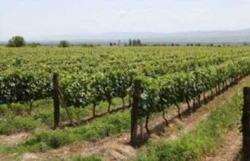 საქართველოში ადგილწარმოშობის ღვინოების 30% გურჯაანში მოდის