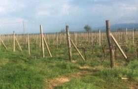 სეტყვამ შილდაში ვენახები გაანადგურა სეტყვამ შილდაში ვენახები გაანადგურა