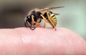 წალენჯიხაში მწერის ნაკბენისგან 60 წლის მამაკაცი გარდაიცვალა