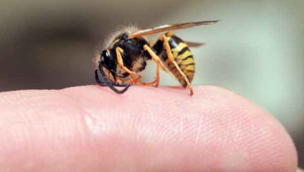 წალენჯიხაში მწერის ნაკბენისგან 60 წლის მამაკაცი გარდაიცვალა