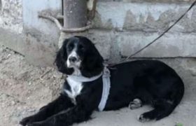 თბილისში კაცმა საკუთარი ძაღლი დანით დაჭრა