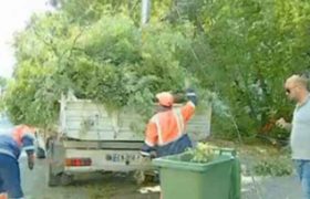 ვარკეთილში ქარმა ხე მოგლიჯა