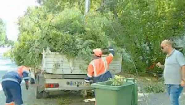 ვარკეთილში ქარმა ხე მოგლიჯა