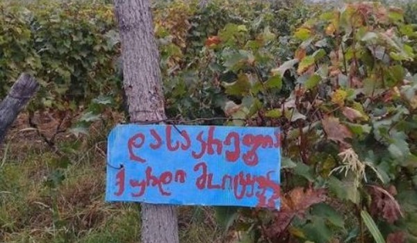 "დასაკრეფია! ქურდი მოიტ****ბა" - ამბავი კახეთის ვენახებიდან