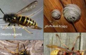 65 წლის მამაკაცი ხარაგაულში კრაზანის ნაკბენისგან გარდაიცვალა 65 წლის მამაკაცი ხარაგაულში კრაზანის ნაკბენისგან გარდაიცვალა