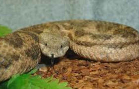 გორში ახალგაზრდა გოგონა გველმა დაგესლა