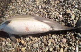 ბათუმში, სასტუმრო ჰილტონთან, ზღვამ მკვდარი დელფინი გამორიყა ბათუმში, სასტუმრო ჰილტონთან, ზღვამ მკვდარი დელფინი გამორიყა