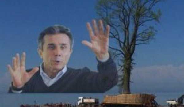 ივანიშვილის ცაცვის ხის გადატანისას მუშა დაშავდა