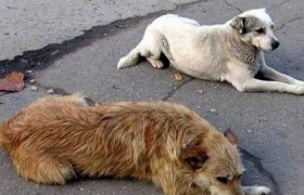 თბილისში ცოფის ვირუსი კიდევ ერთ ძაღლს დაუდასტურდა