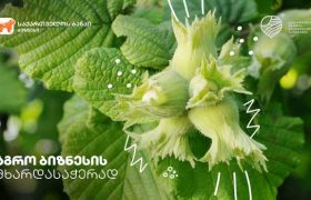 საქართველოს ბანკი თხილის მწარმოებელთა  ასოციაციასთან ერთად ახალ პროგრამას იწყებს