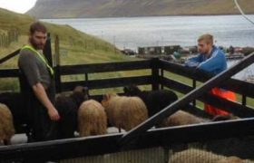 დინამოს 3 გოლი ფარერელმა მეცხვარემ გაუტანა დინამოს 3 გოლი ფარერელმა მეცხვარემ გაუტანა