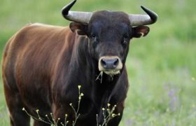 კასპში 18 წლის ბიჭი ხარმა მოკლა - "მისი გაზრდილი იყო და თოკით დაჰყავდა"