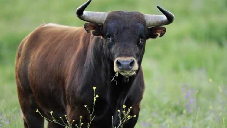 კასპში 18 წლის ბიჭი ხარმა მოკლა - "მისი გაზრდილი იყო და თოკით დაჰყავდა"