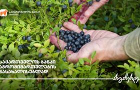 საქართველოს ბანკი აგროსექტორის მხარდაჭერას განაგრძობს
