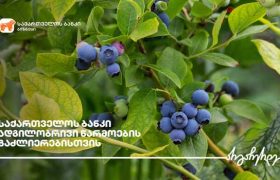 საქართველოს ბანკის  მხარდაჭერით ქობულეთში მოცვის პლანტაციები გაშენდა