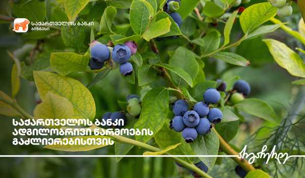 საქართველოს ბანკის  მხარდაჭერით ქობულეთში მოცვის პლანტაციები გაშენდა