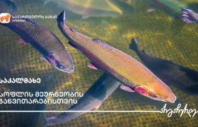 საქართველოს ბანკის  მხარდაჭერით გორში საკალმახე მეურნეობა გაფართოვდა