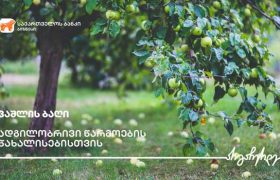 საქართველოს ბანკის ფინანსური მხარდაჭერით გორში ვაშლის ბაღები გაშენდა