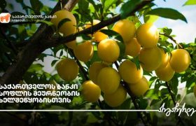 საქართველოს ბანკის მხარდაჭერით  სოფელ ღანირში ტყემლის ბაღები გაშენდა