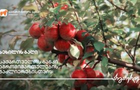 საქართველოს ბანკი აგრომეურნეობის მხარდაჭერას განაგრძობს