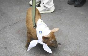 "ის ცხოველების ფერმად გადაიქცა" - ნორჩმა ოპოზიციამ პარლამენტთან გოჭი მიიყვანა