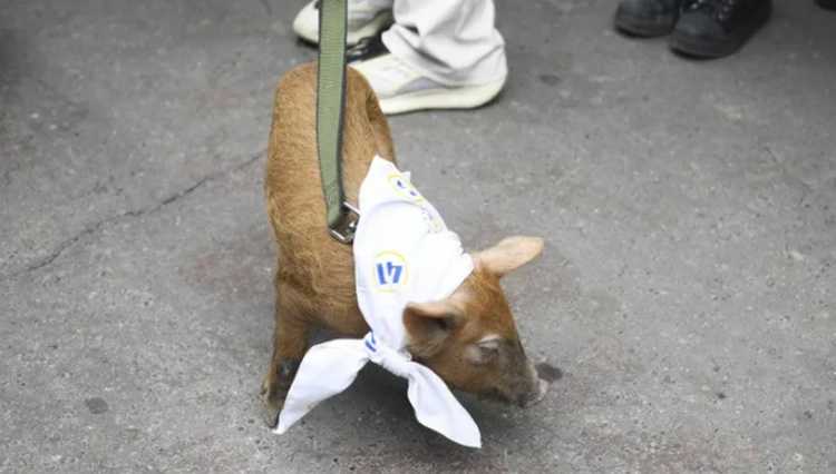 "ის ცხოველების ფერმად გადაიქცა" - ნორჩმა ოპოზიციამ პარლამენტთან გოჭი მიიყვანა