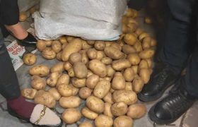 ისნის საოლქოსთან კარტოფილი მიიტანეს ისნის საოლქოსთან კარტოფილი მიიტანეს