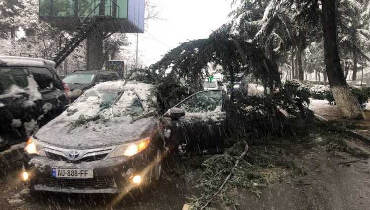 თამარაშვილზე მანქანას ხის ტოტი დაეცა