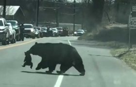 დათვს ცელქი ბელები გზაზე გადაჰყავს - ვიდეო