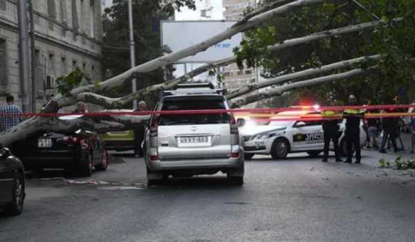 თბილისში, თამარ მეფის ხიდთან, ავტომანქანას ხე დაეცა
