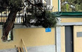 თბილისში იაპონიის საელჩომ ხეს ღობე ამოუჭრა