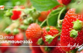 საქართველოს ბანკი ბიზნესს აგრომეურნეობის დაზღვევას სთავაზობს