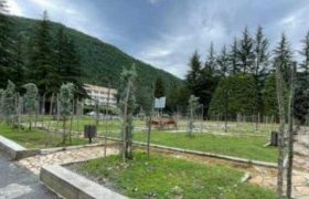 ვერცხლისფერი ნაძვების ნაცვლად იაფფასიანი მცენარეები დარგო - 1 პირის მიმართ დევნა დაიწყო