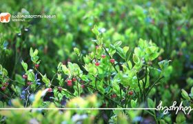 საქართველოს ბანკის მხარდაჭერით ქობულეთში მოცვის პლანტაციები გაშენდა