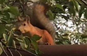 ციყვი დიდ დიღომში