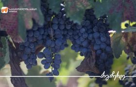 საქართველოს ბანკის მხარდაჭერით „ვაინ კახეთმა“ თელავში ახალი საწარმოს მშენებლობა დაასრულა